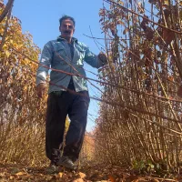 نهالستان انواع نهالهای گیلاس.البالو.هلو.انگورسیاه|خدمات باغبانی و درختکاری|سنندج, |دیوار