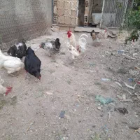 خروس چهل تاج نژادگلین