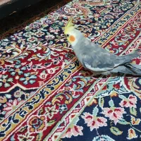 پرنده عروس هلندی|پرنده|تنکابن, |دیوار
