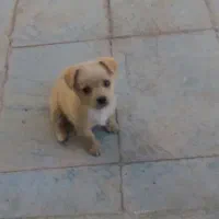 نژاد شیتزو مالتیز ۳ ماهه