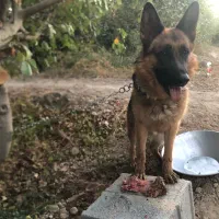 سگ ژرمن اصیل|سگ|وحیدیه, |دیوار