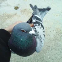 کبوتر گرفتنی مسافتی