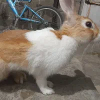 خرگوش
