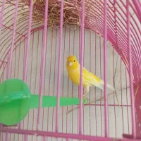 سهره شرور و قناره شلاقی