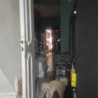کارگر ساده باهوش