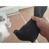 کبوتر زاغ کرز سیاتی پرنده|پرنده|کرمانشاه, |دیوار