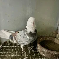 نر و ماده شازده سرور هما دهن جور