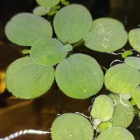 کاهو آبی|ماهی|چالوس, |دیوار