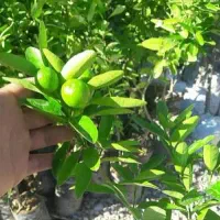 لیمو ترش چهار فصل