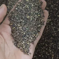 کنجد بوجاری‌ شده