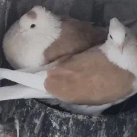 جفت شو زرد آنتیک