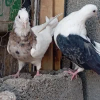 کبوتر دمگیر|پرنده|هرند, |دیوار