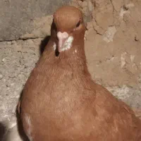 پرنده شهری ممسنی|پرنده|شیراز, دشت چنار|دیوار