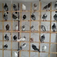 50تا حیون بوم ماله سرخس چق ساحل|پرنده|نیشابور, شهرک فیروزه|دیوار