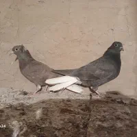 دو عدد جوجه دمسفید ۱۴ دم