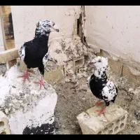 سینه مشهدی کاکلی یابزک کاکلی سروکله میزون