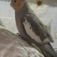 عروس