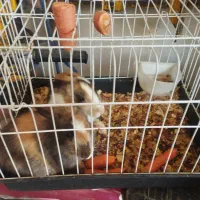 خرگوش خانگی