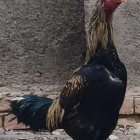 تخم نطفه دار از لاری و مرندی