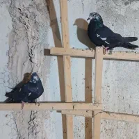 کبوتر|پرنده|اصفهان, منتظرالمهدی|دیوار