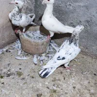 نیشابور