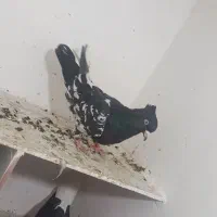 کفتر به شرط ضمانت|پرنده|مشهد, رده|دیوار