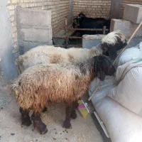 شیشک و کو ماده