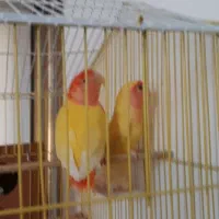 انواع پرنده سهره قناری طوطی گلدین فنج