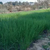 نشا پیاز تشون،تیم پیاز