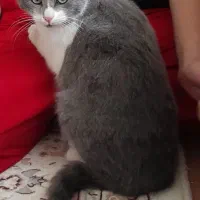 گربه بریتیش نر