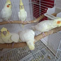 جوجه عروس هلندی فوق العاده زیبا|پرنده|قزوین, |دیوار