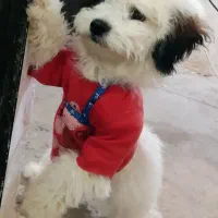 سگ اشپیتزتریرماده|سگ|کرمان, |دیوار