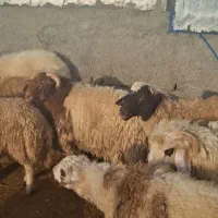 تعداد ۳۲ عدد بره صادراتی|حیوانات مزرعه|بدره, |دیوار