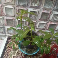 گل شاداب|گل و گیاه طبیعی|اردکان, |دیوار