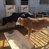 گاو و گوساله