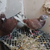 کفتر|پرنده|تربتحیدریه, شهرک ولیعصر|دیوار