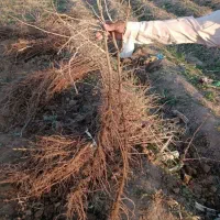 نهال انگور سیاه دیمی سردشت|خدمات باغبانی و درختکاری|سنندج, |دیوار