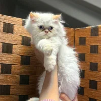 یک دنیا عشق در یک توپ‌پشم کوچک