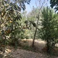 فروش باغچه و زمین|فروش زمین و ملک کلنگی|باقرشهر, |دیوار