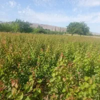 عرضه مستقیم انواع نهالهای باکیفیت و..