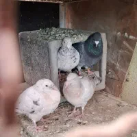 کبوتر جفتکاه|پرنده|مشهد, شهرک صنعتی توس|دیوار