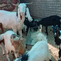 بز۹عددچهارماه|حیوانات مزرعه|اهواز, گلدشت|دیوار