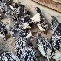 نیمچه با کیفیت برهماکوشین سبرایت پولندلهستان سلطان|حیوانات مزرعه|اصفهان, بوستان ناژوان|دیوار