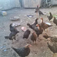 مرغ و خروس دورگ تاقچه