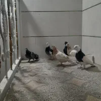 دسته هفتای ماده هوای