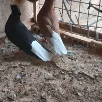 چند عدد رنگی و دورگ
