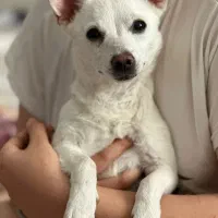 واگذاری سگ|سگ|فولادشهر, C1|دیوار