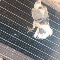 پنج تا کفتر هوایی قلدور|پرنده|فرح دشت, |دیوار