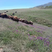 گوسفنده بره دار