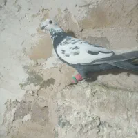 سلام به همه عشقبازان چهار تا حیون بشرط|پرنده|رشتخوار, |دیوار